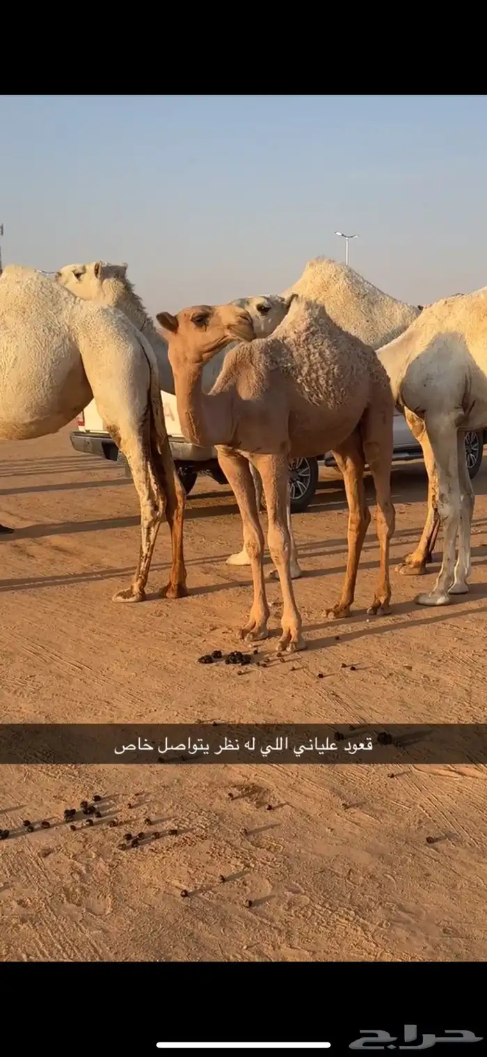 للبيع ( قعود ) 0