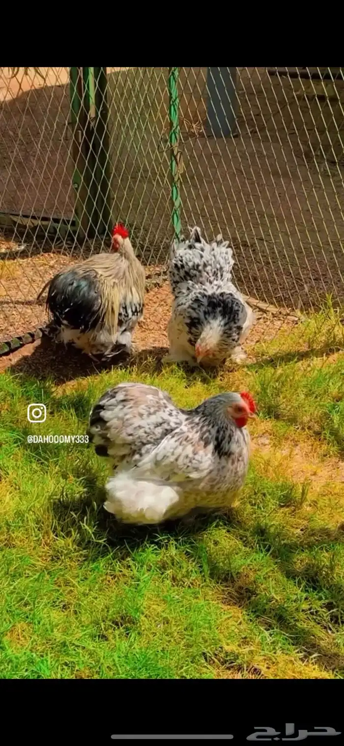 دجاج كوشن اوربي 0