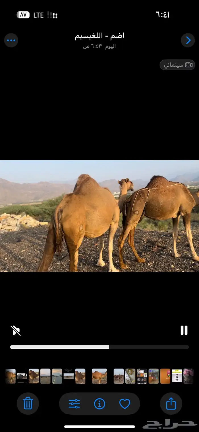 ابل للبيع 11 6