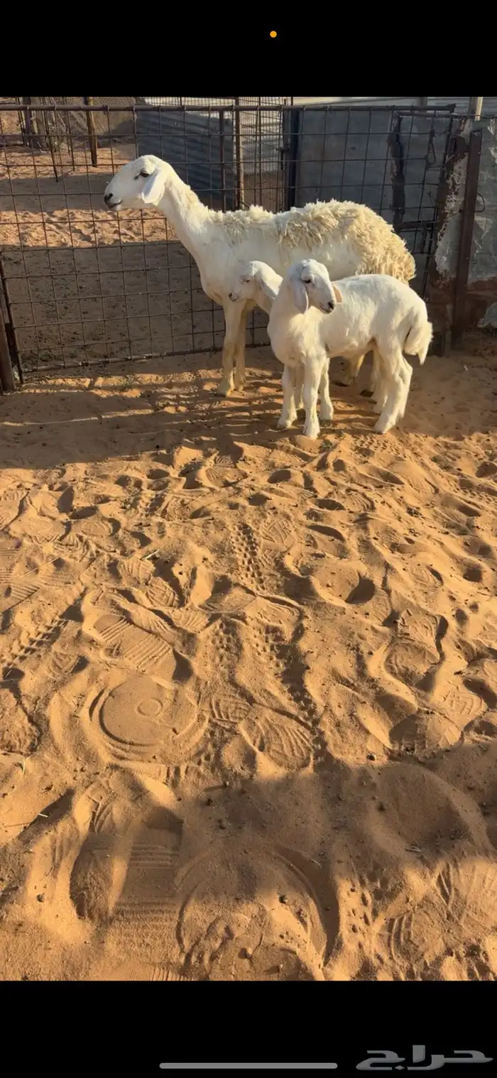 للبيع شاهه حريهه صنف والد 0