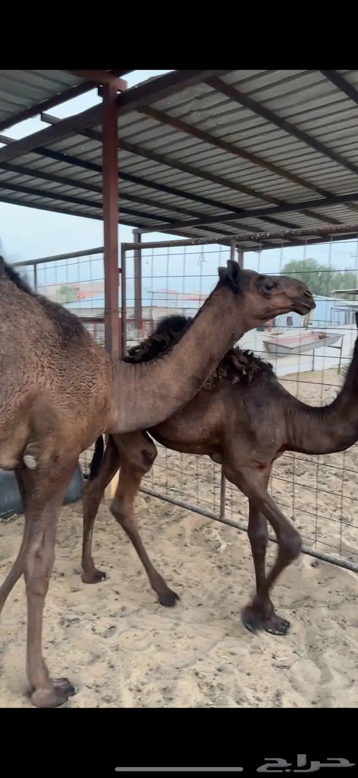 قعدان للبيع 0