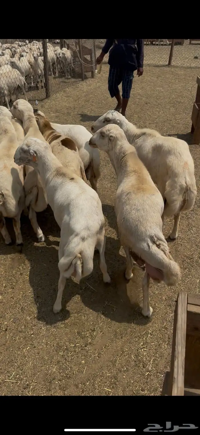 خرفان يمنيه مربيه شرط سمان فل 1