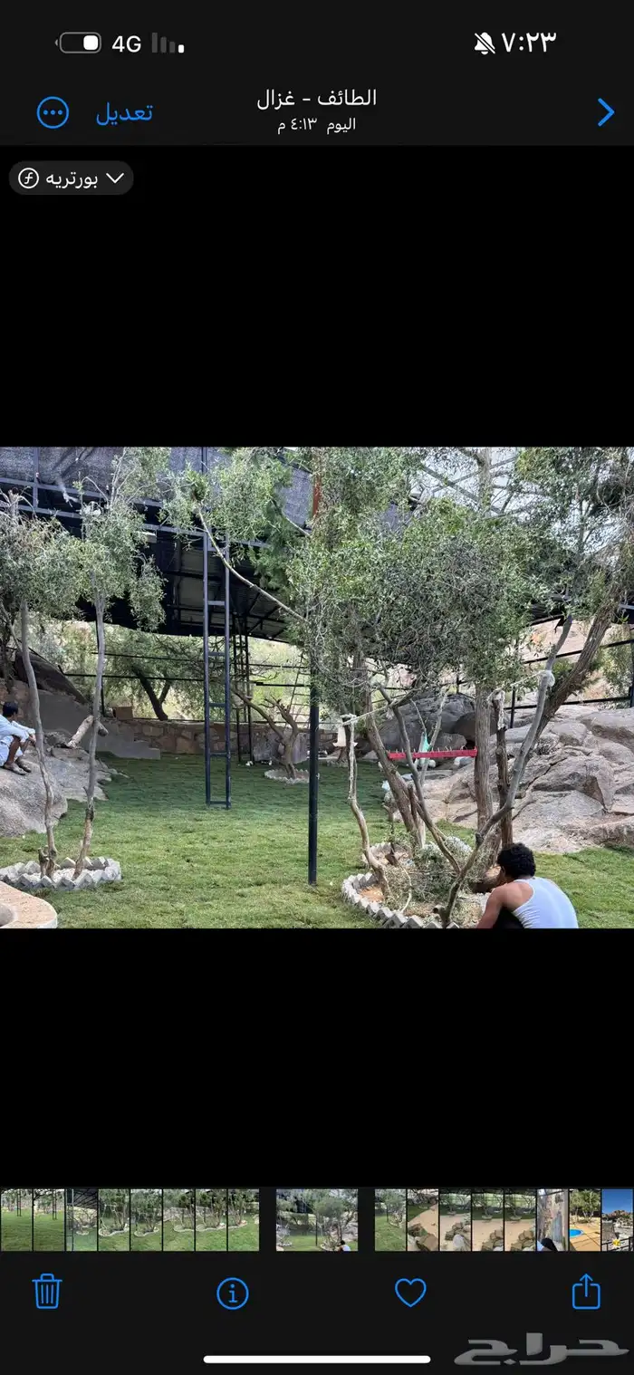 انجيله طبيعي ثيل عشب طبيعي 12