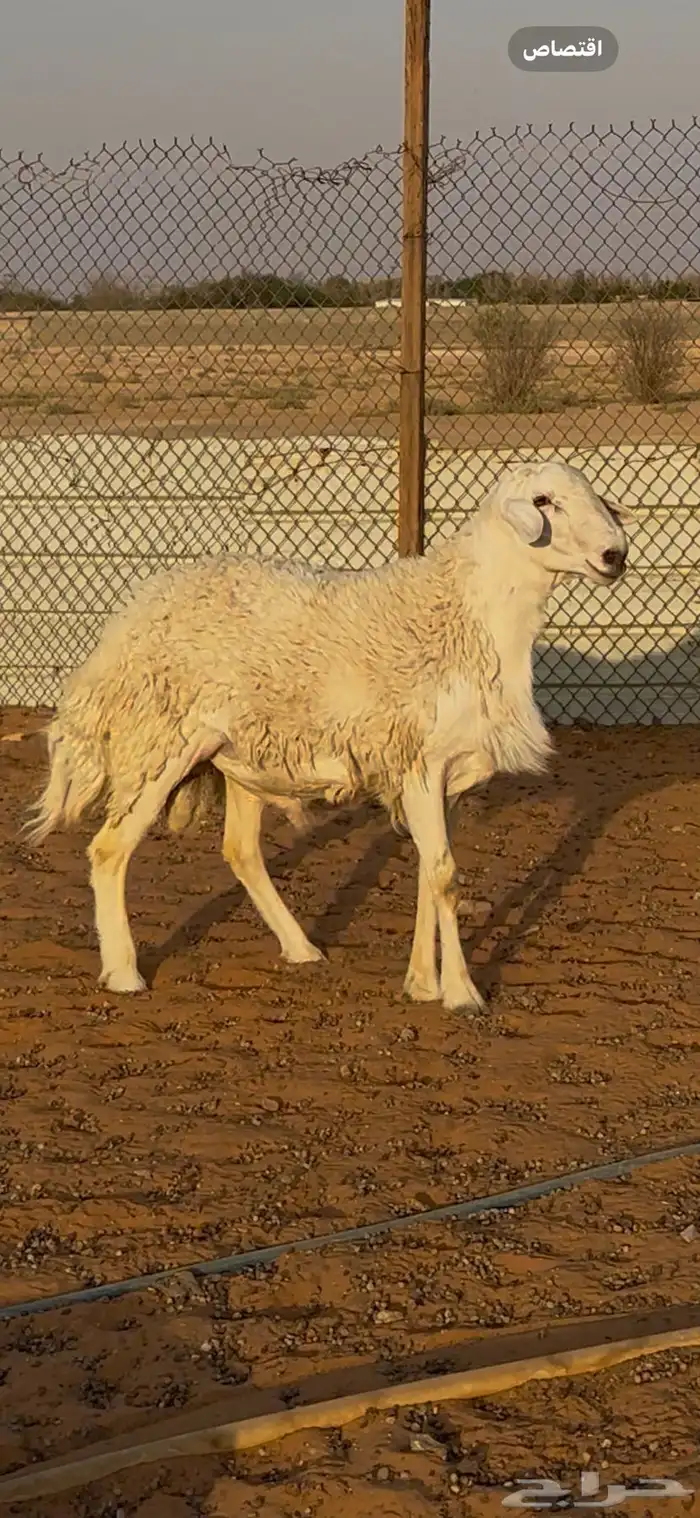 خروف فحل حري الخرج تم البيع 2