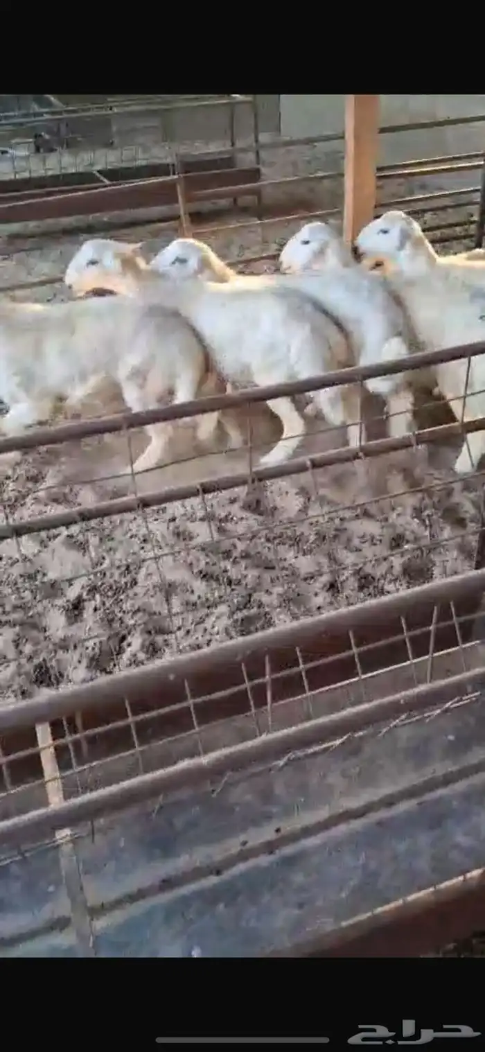 للبيع بهم حري جذعان وهرافى 4