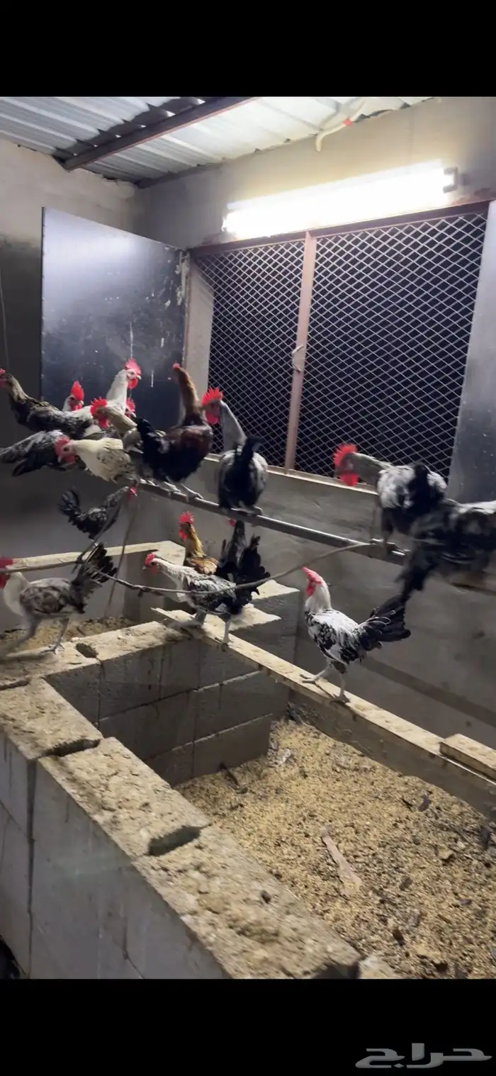 دجاج بلدي ديوك 1