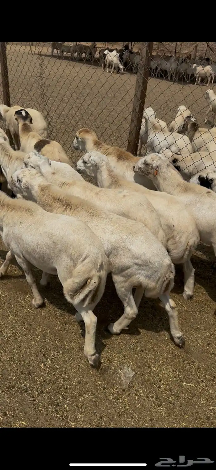 خرفان يمنيه مربيه شرط سمان فل 0