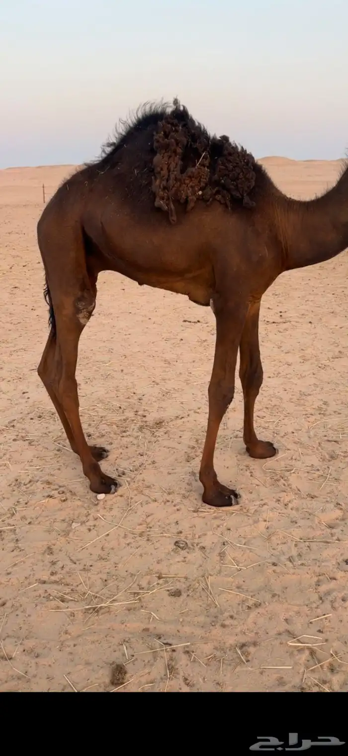 قعود قصب سمين الموقع يبرين 0