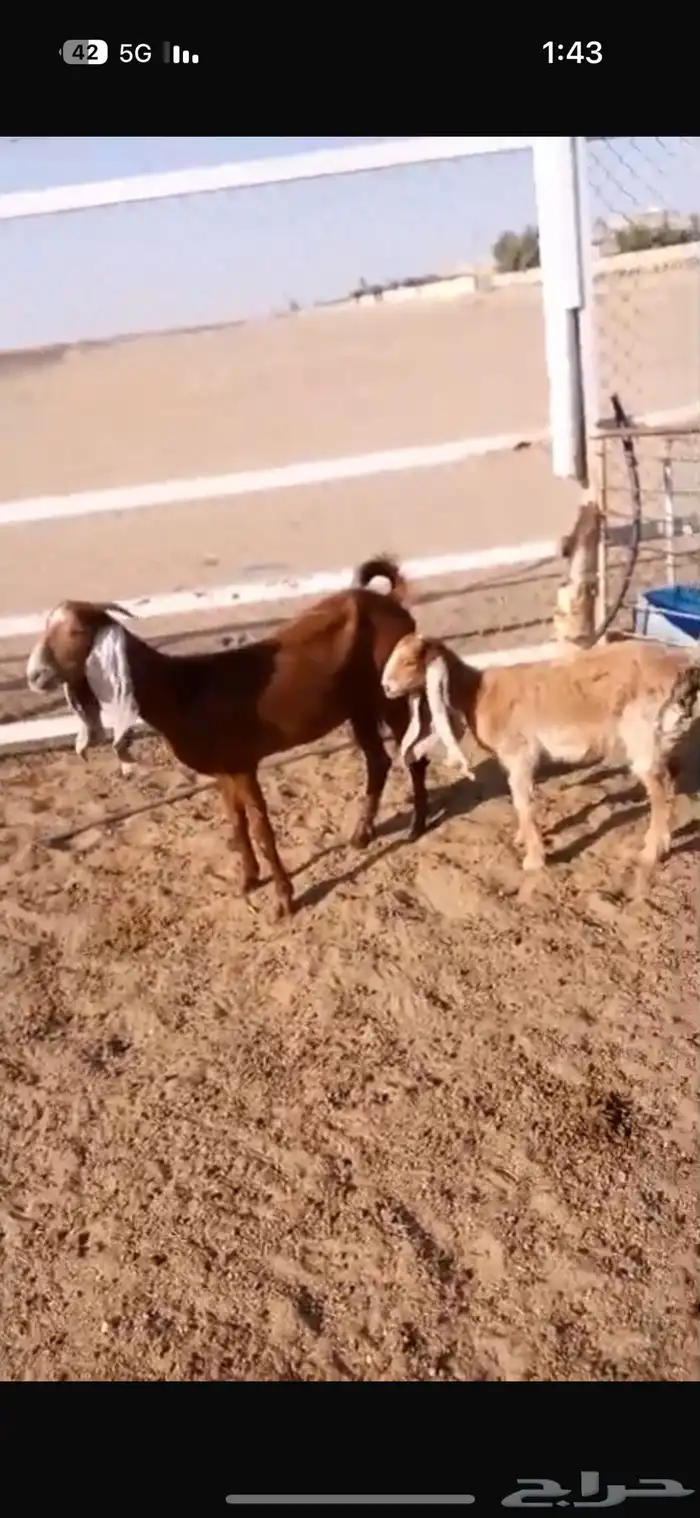 عنز ثنية معها بنتها عمرها فوق اربع شهور 0