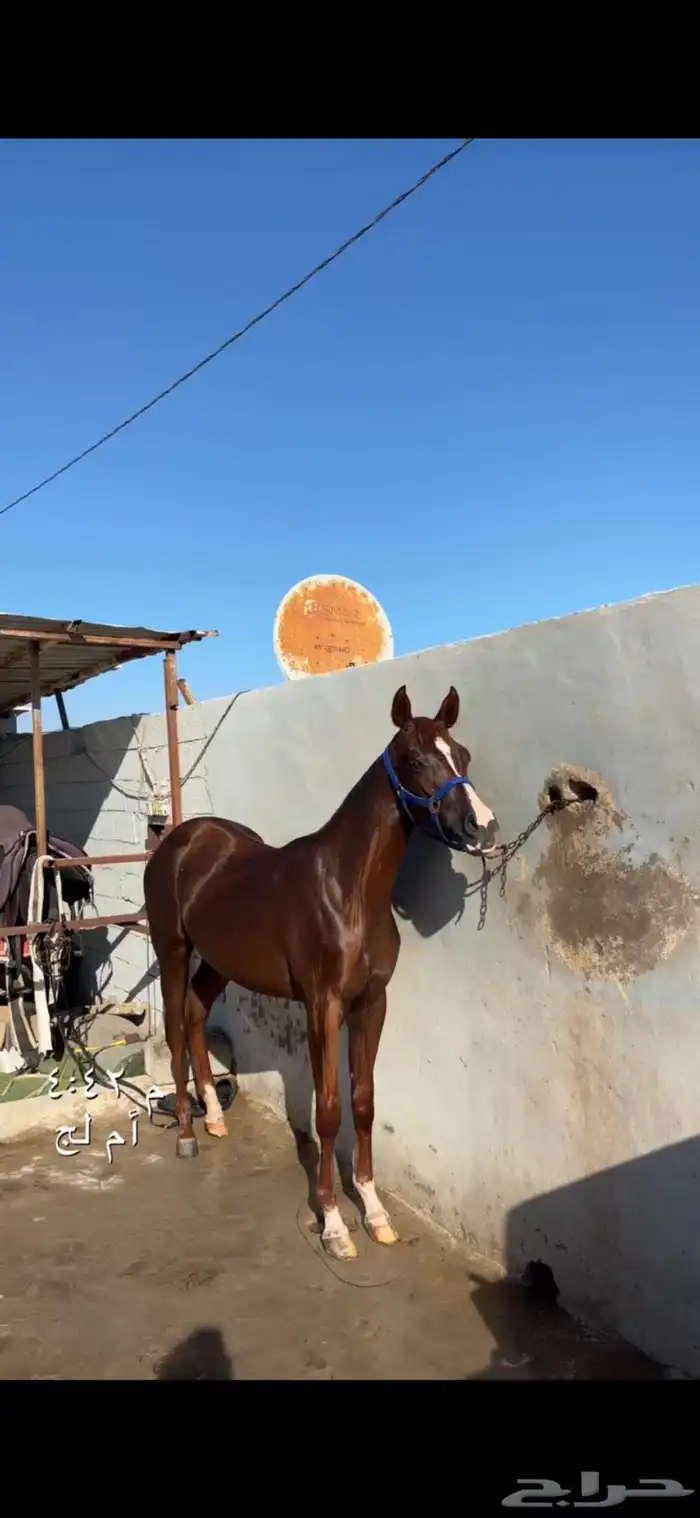 مهره العمر سنه ونص شعبيه 2