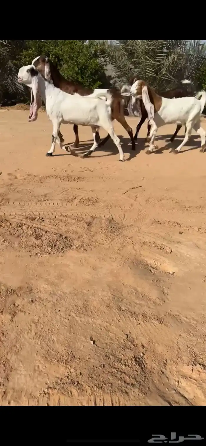 جفار هولنديات ( تم البيع ) 1