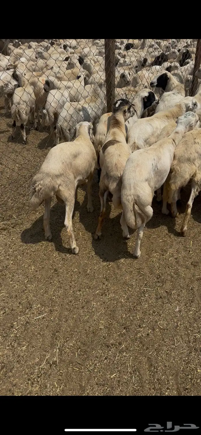 خرفان يمنيه مربيه شرط سمان فل 2