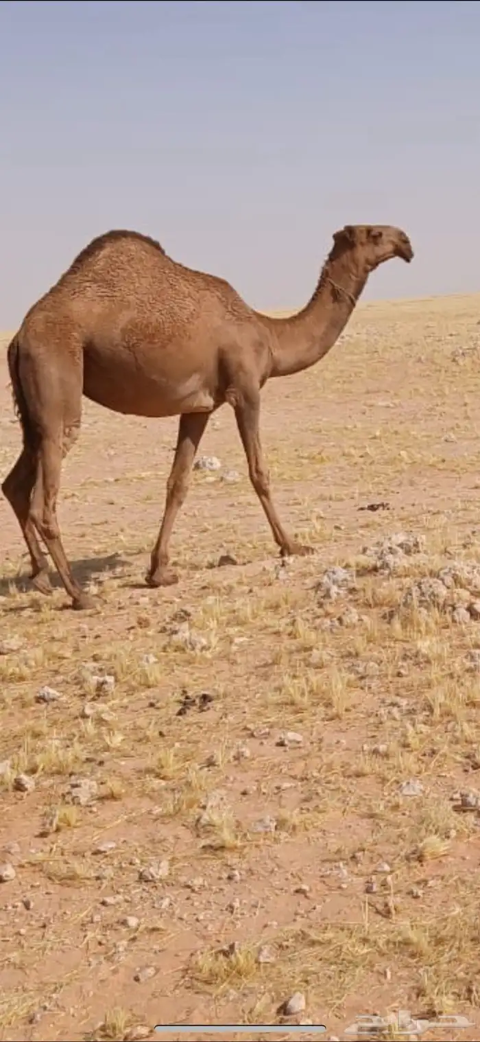 عبدانيه لقيه 0