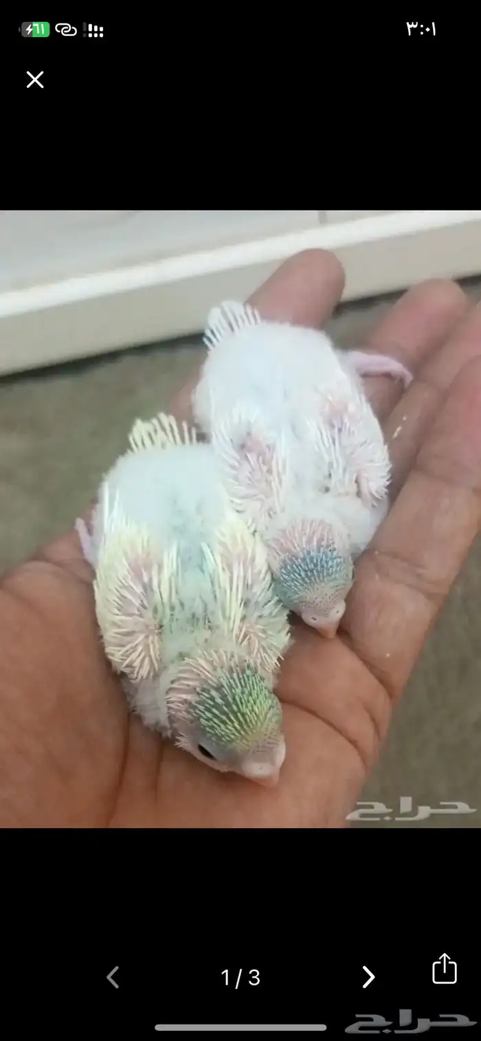 مطلوب فروخ بادجي جمله 6