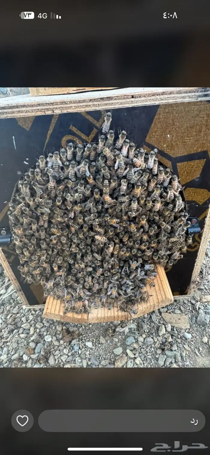 نحل مصرى بأعلى المواصفات 0