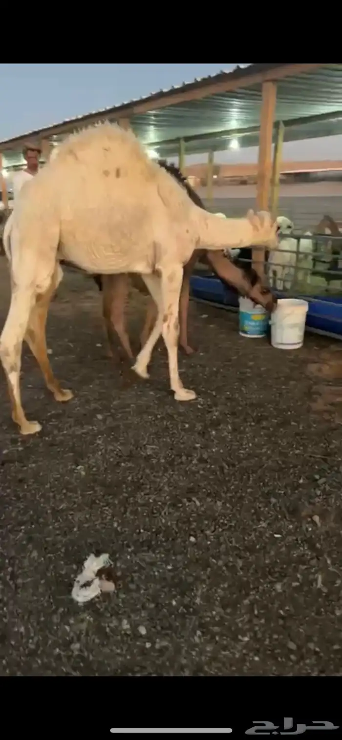 قعودين وبكره 2