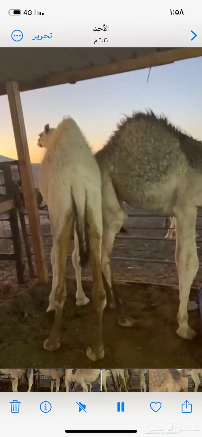 قعودين وبكره 0