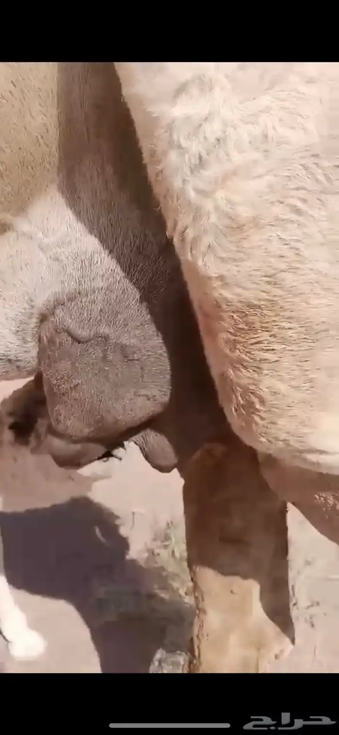 خلفه وضحى مصغر 2