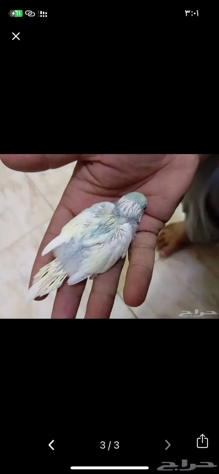 مطلوب فروخ بادجي جمله 3