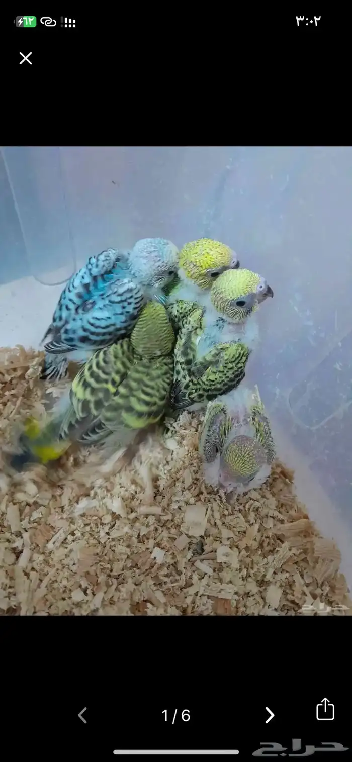 مطلوب فروخ بادجي جمله 0