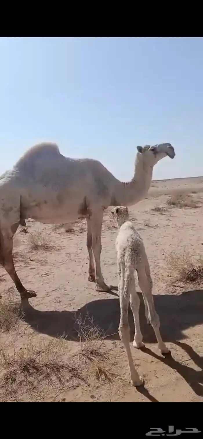 خلفه وضحى مصغر 0