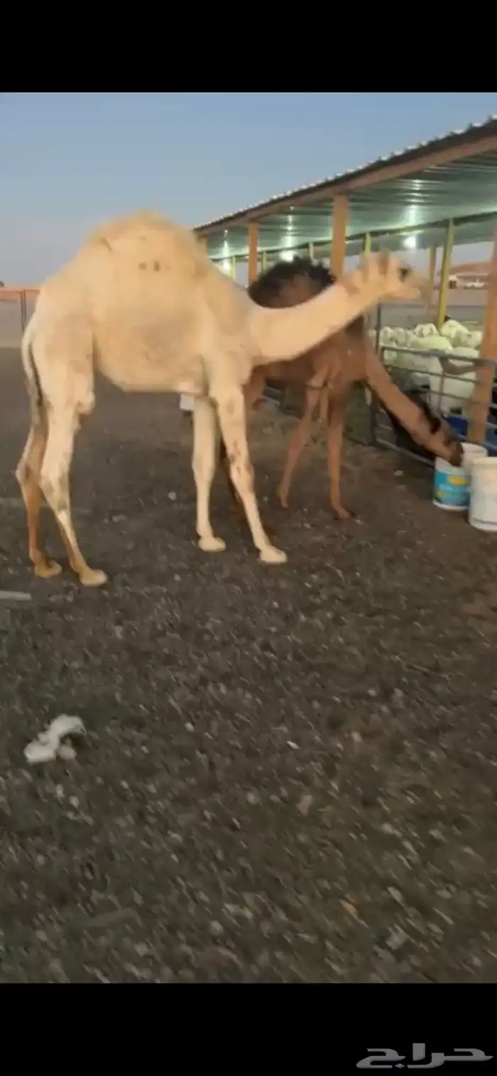 قعودين وبكره 3