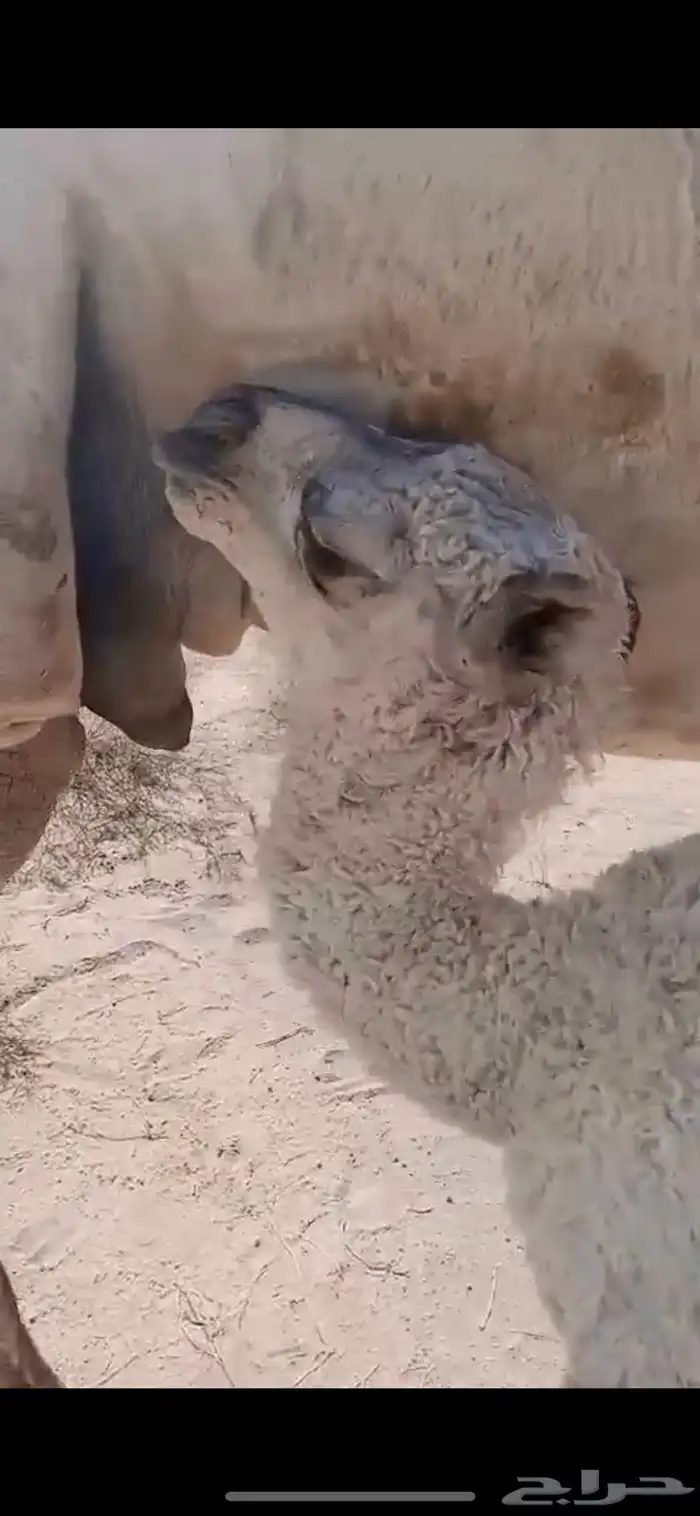 خلفه وضحى مصغر 1