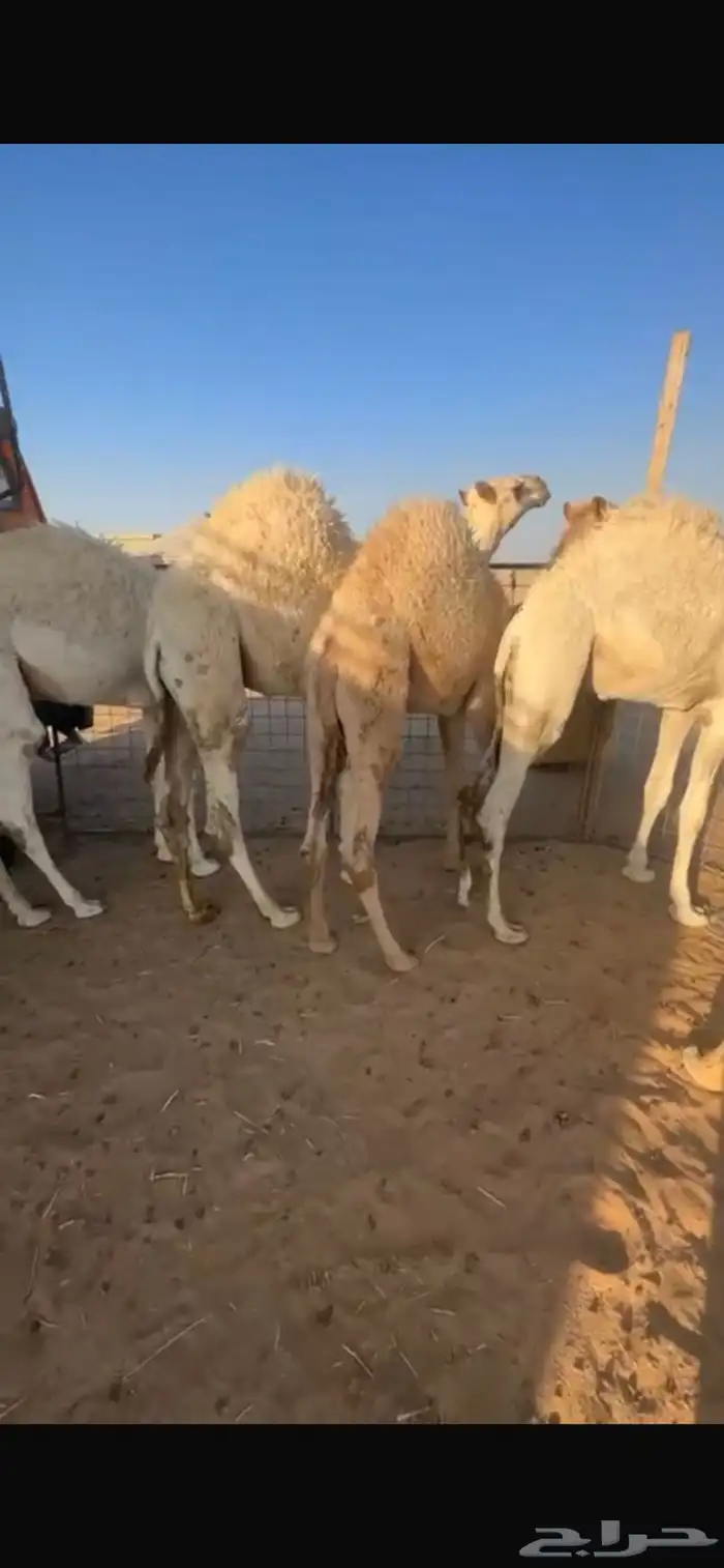 حشو فاخره حليب 0