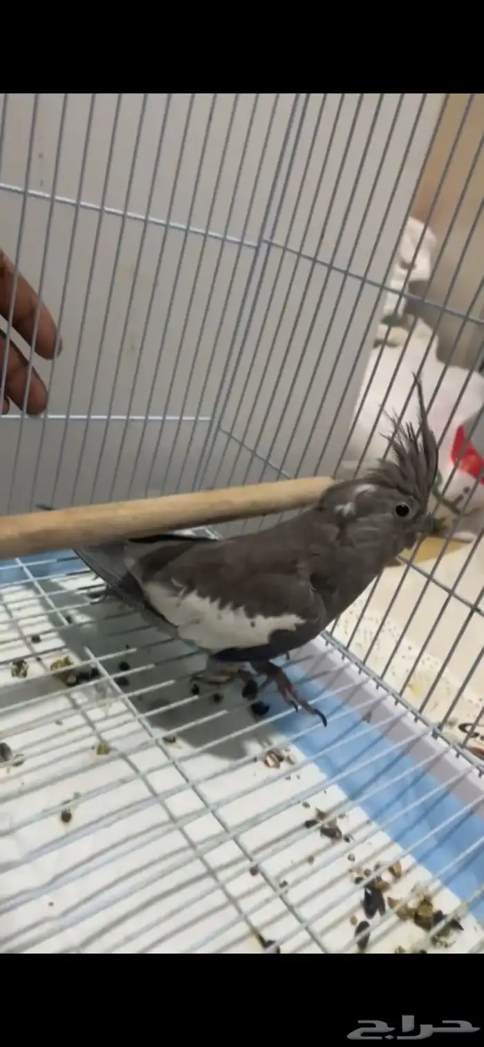 طير كروان للبيع 1