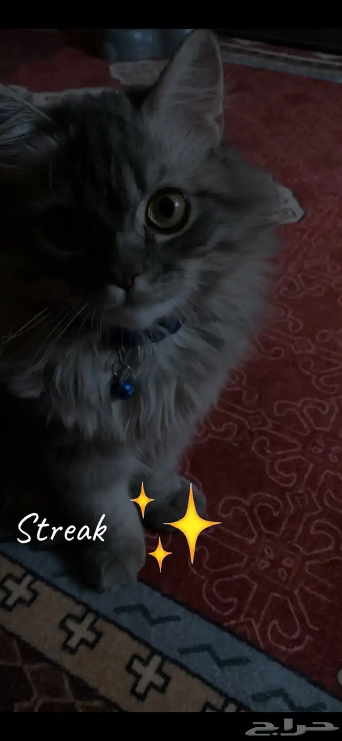 قطط 0