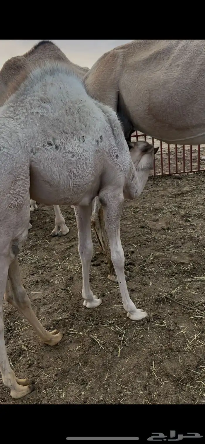 بكره على الحليب زبده 2