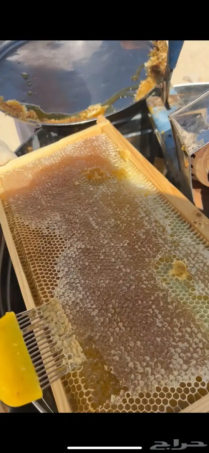 عسل الأثلا عرض يوم الوطني بي 120 باقي اخر 3 اعلب 0