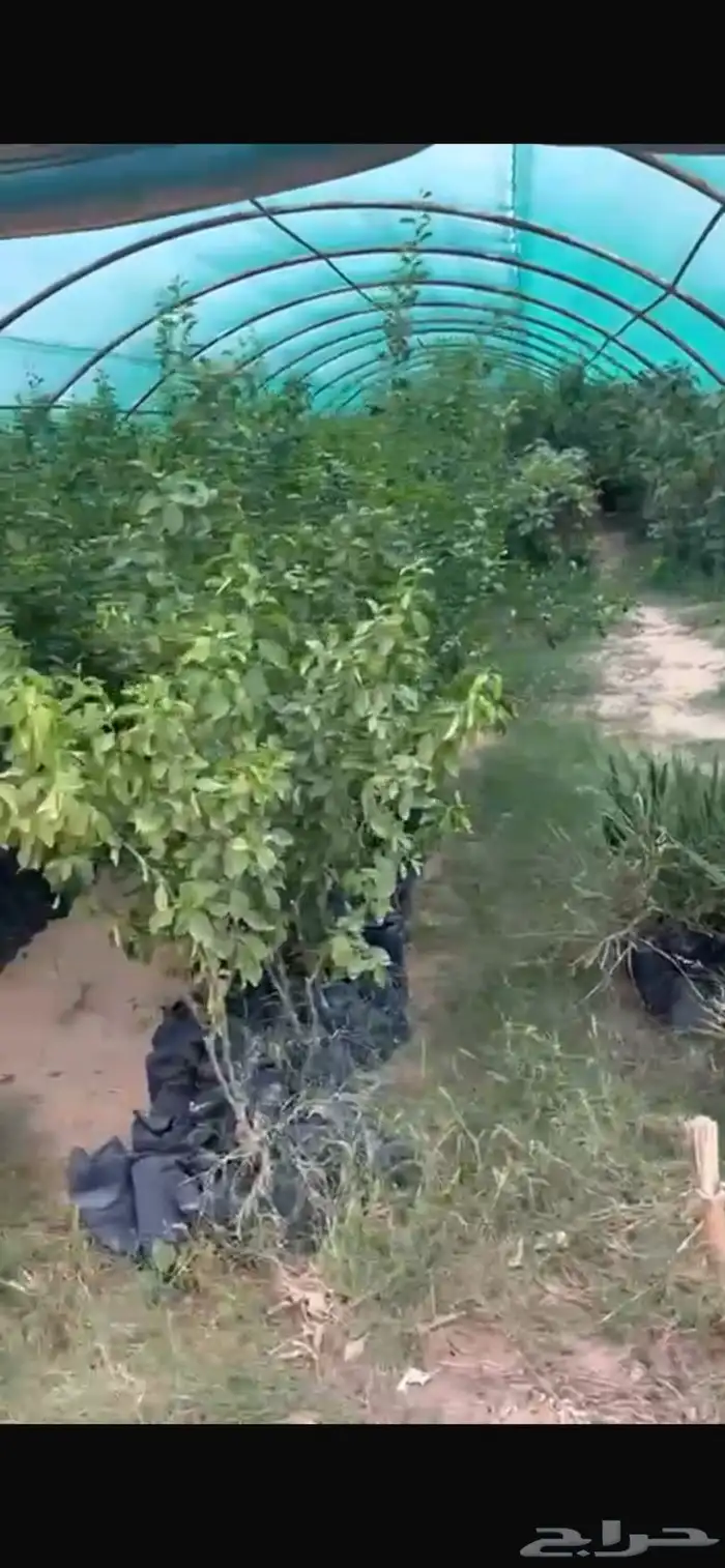 ليمون 2