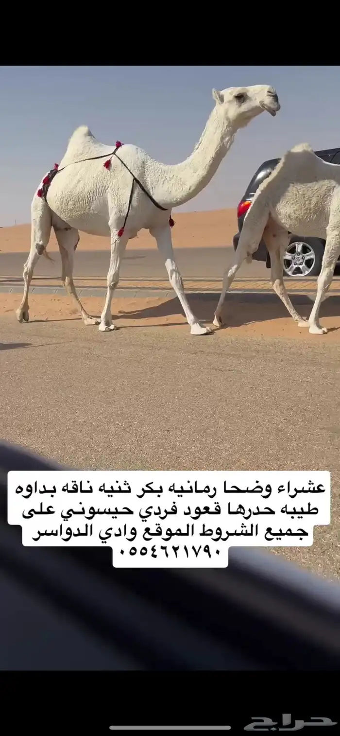 عشرا وضحا بكر حدرها قعود فردي حيسوني 0