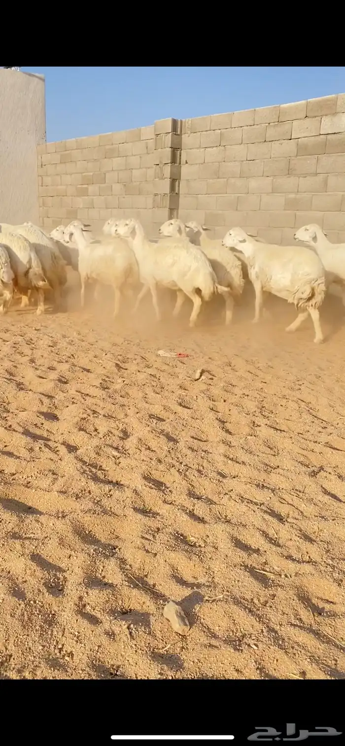 غنم حريات جرش صنف فاخر 20 (( تم البيع )) 2