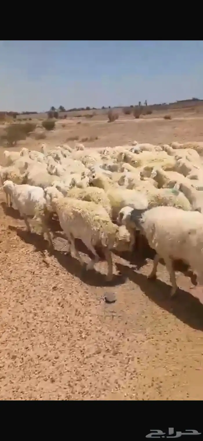 للبيع حريات حرش مراح واحد العدد 100 والفحول 2 0