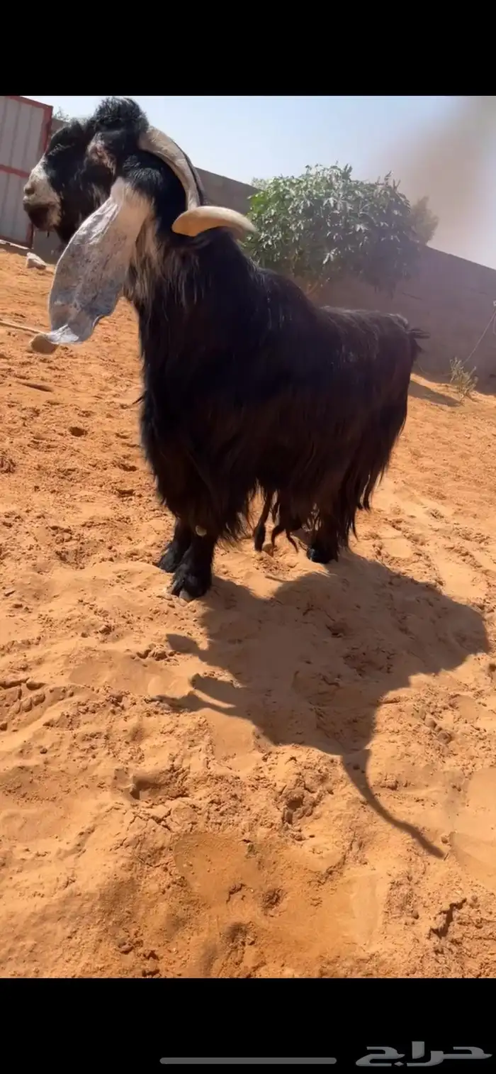 تم البيع 0