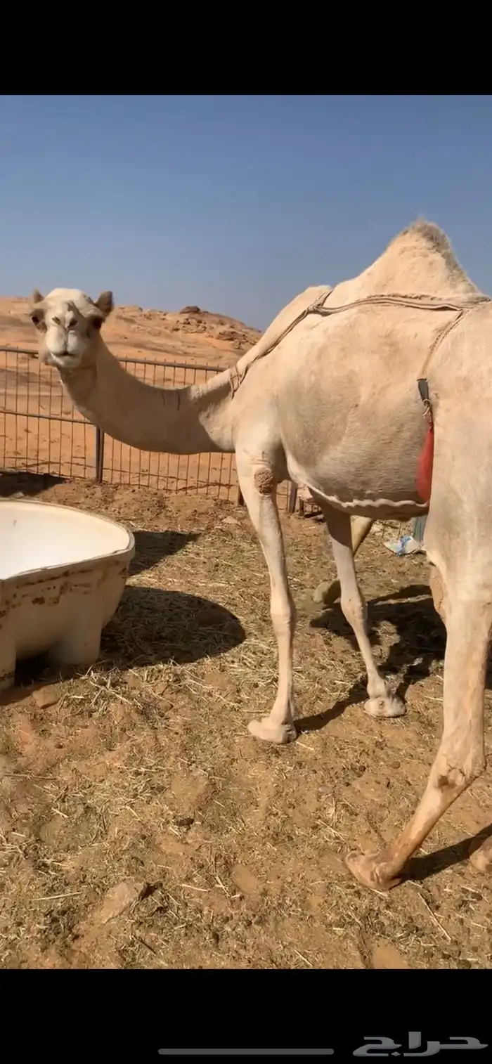 ناقه حايل للبيع الموقع ضواحي تيماء 0
