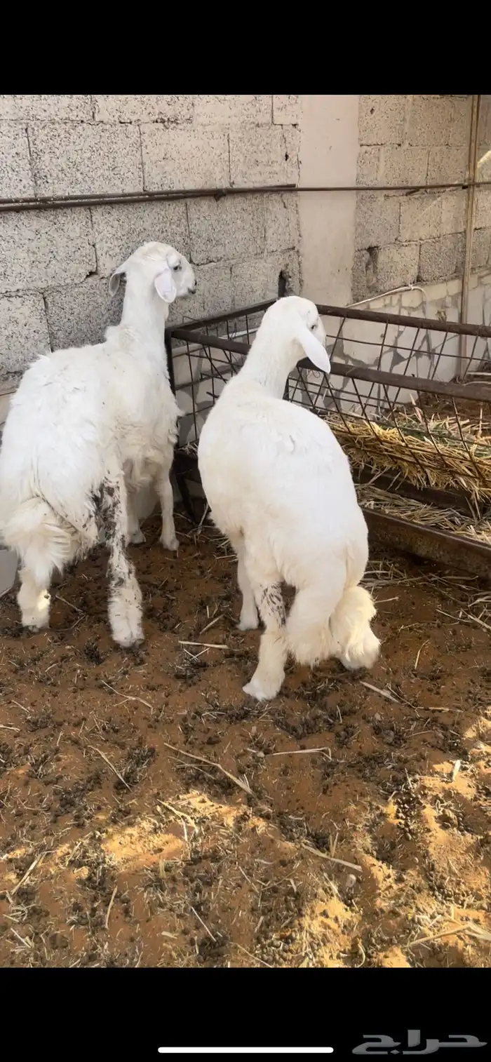 طليان حريه فل وعلف شعير وبرسيم 0