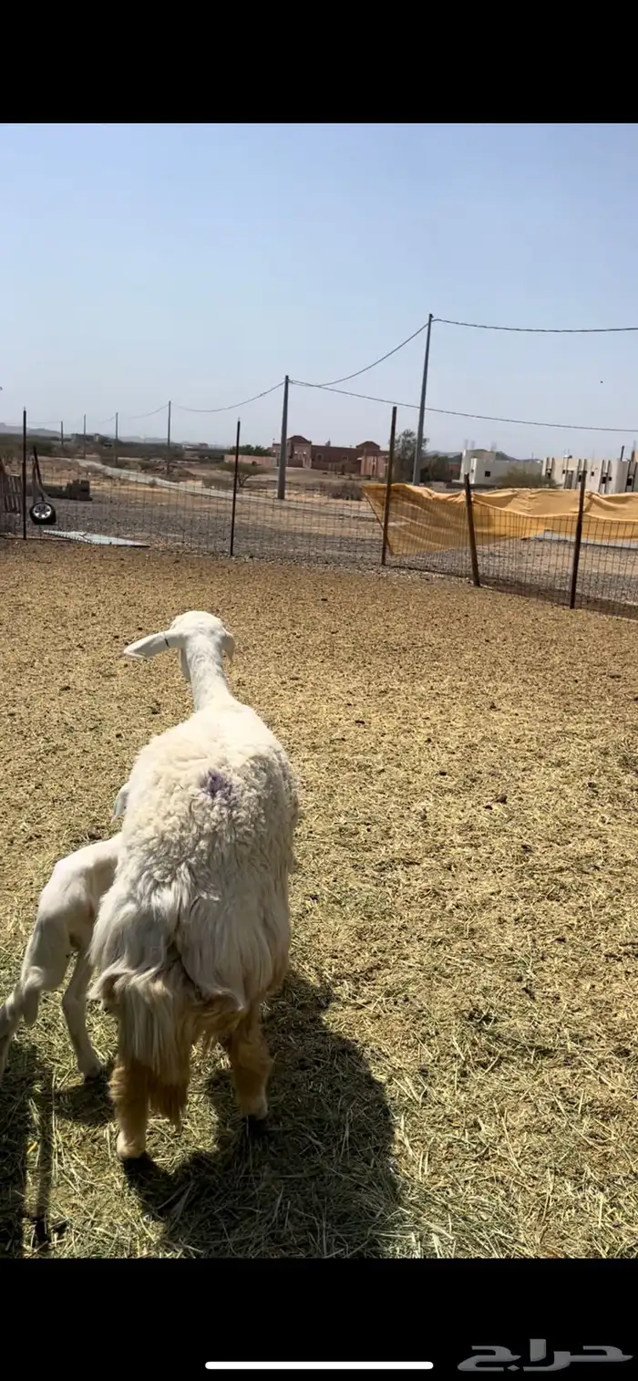 ثنيه تحت طلي 3