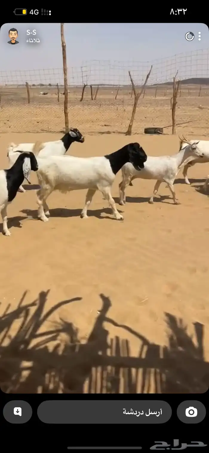 معزا مهجنه صغار سنه كلها دفيع 2