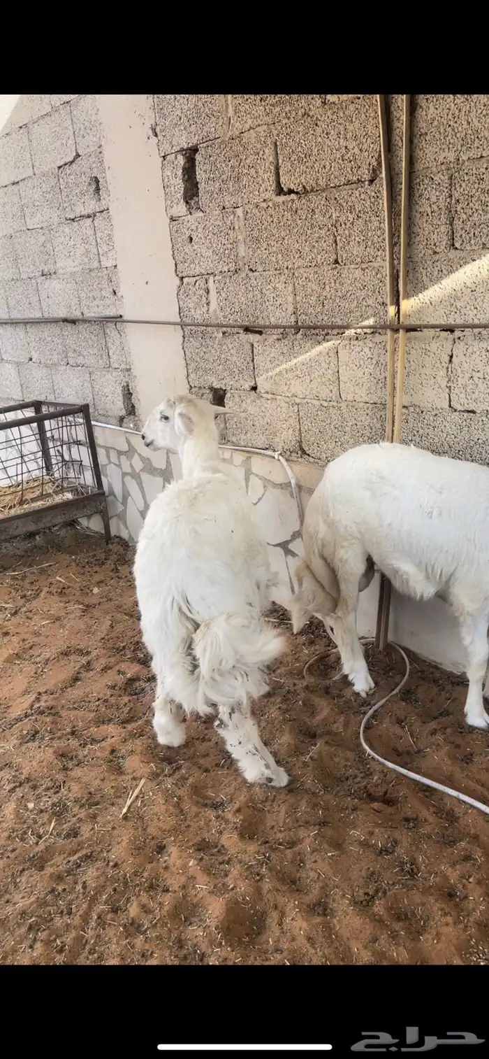 طليان حريه فل وعلف شعير وبرسيم 3