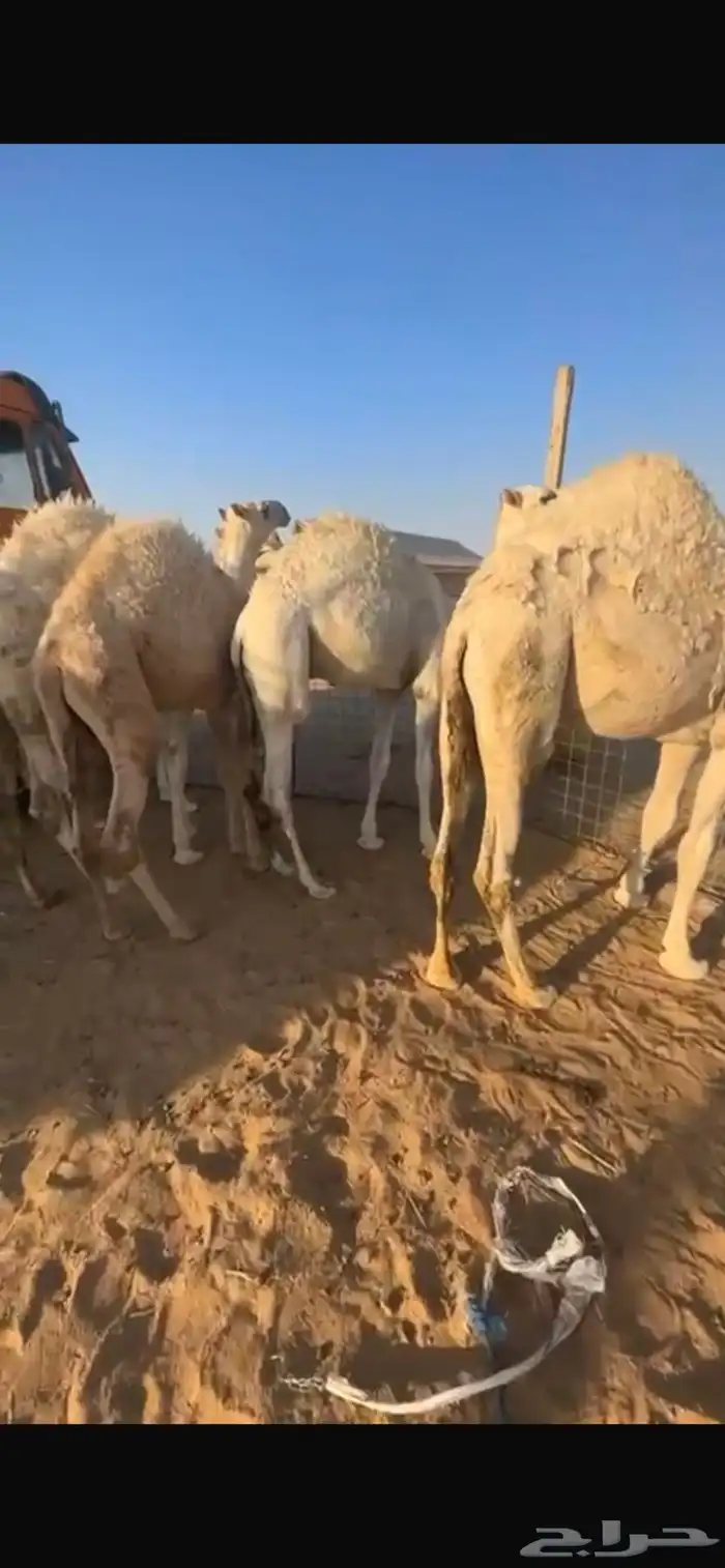 حشو فاخره حليب 1