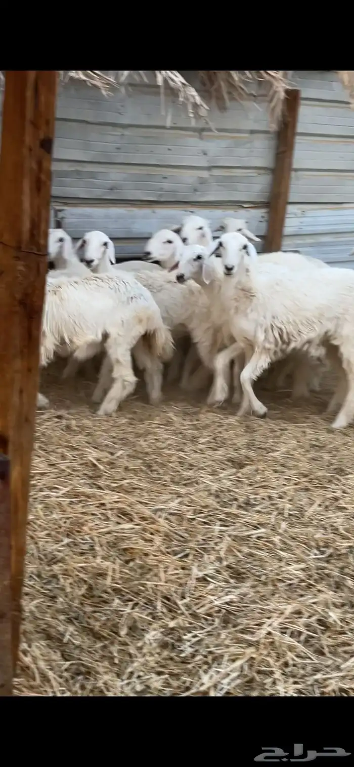 هرافى حريات 1