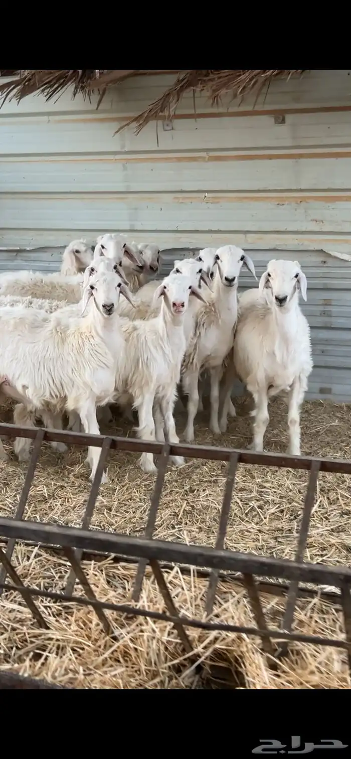 هرافى حريات 0