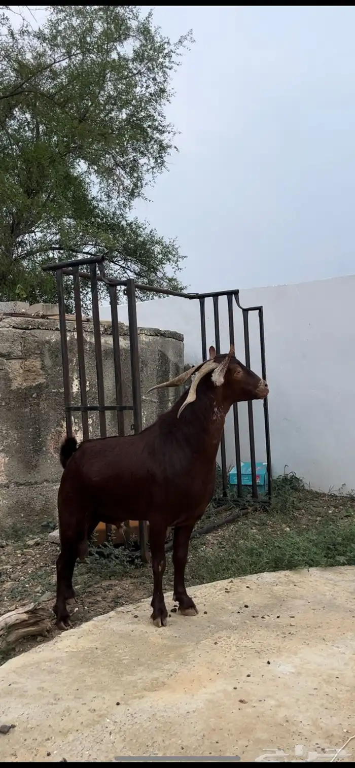 تيس ادهم فحل ( تم البيع 2