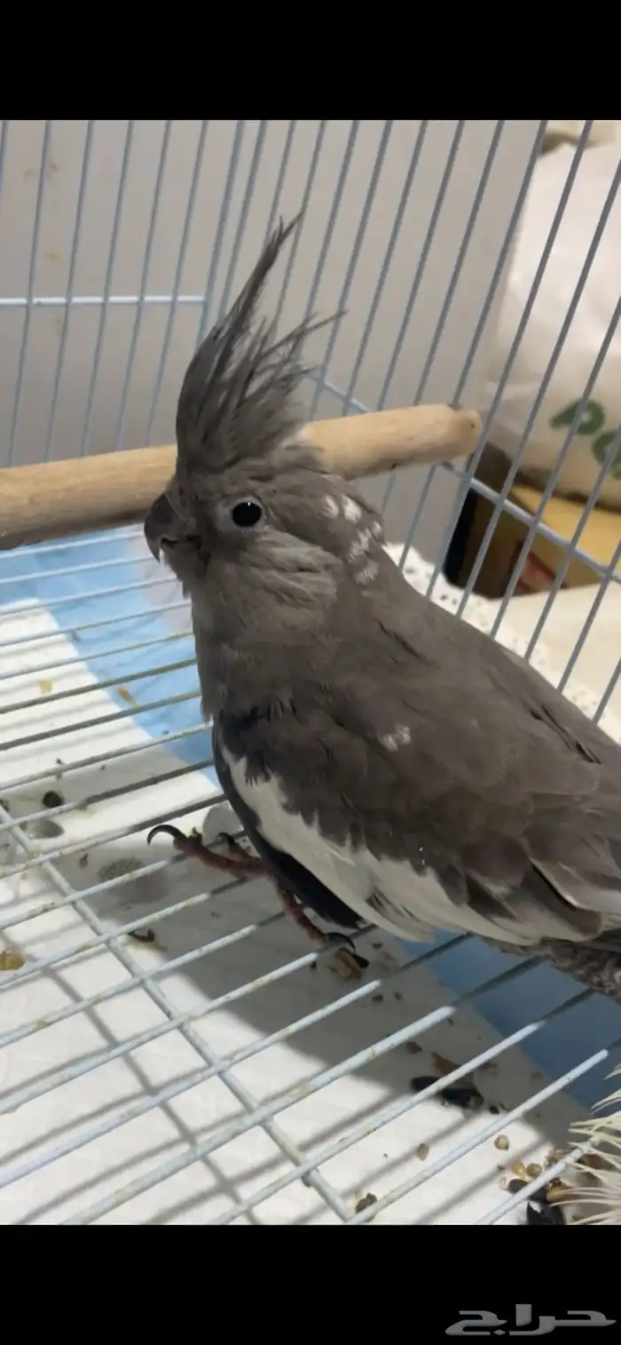 طير كروان للبيع 0