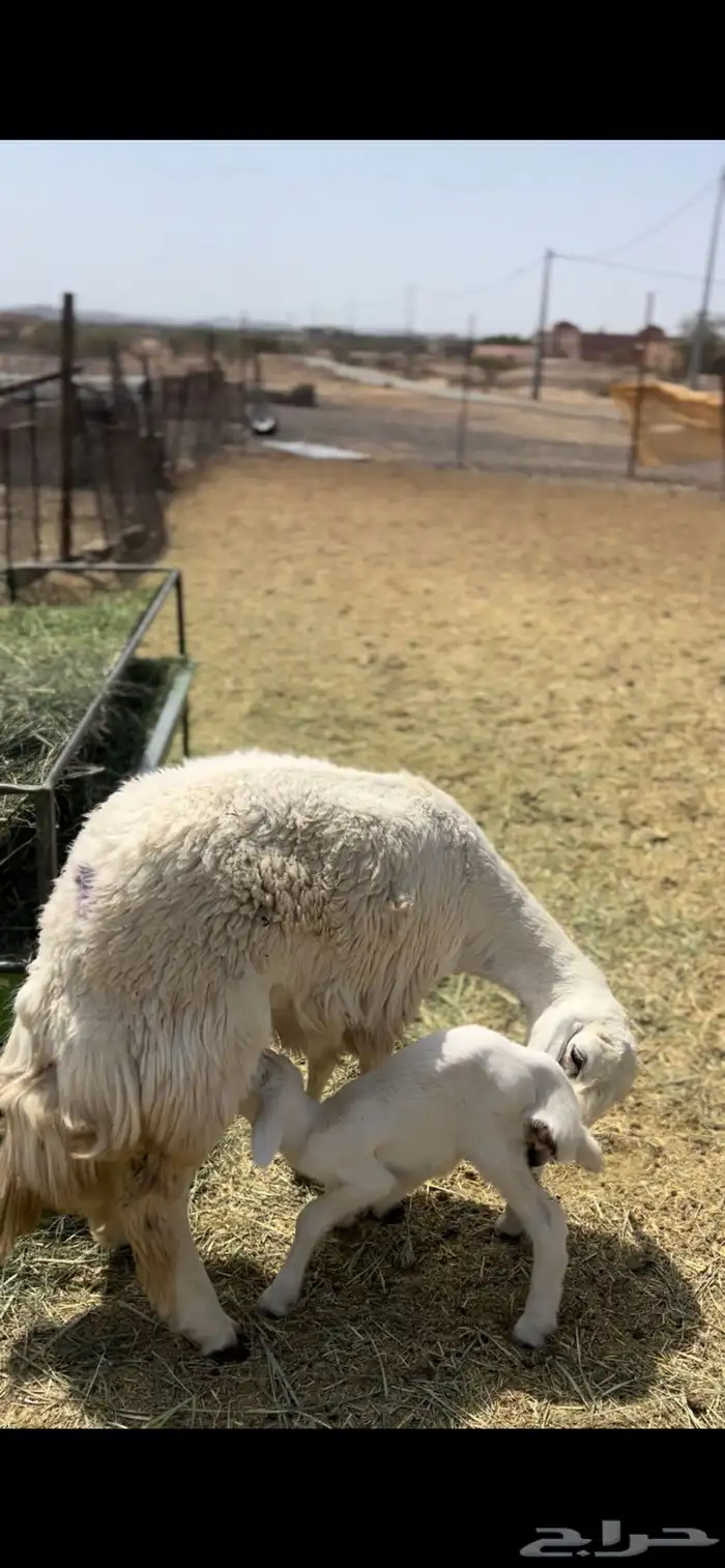 ثنيه تحتها طلي 4