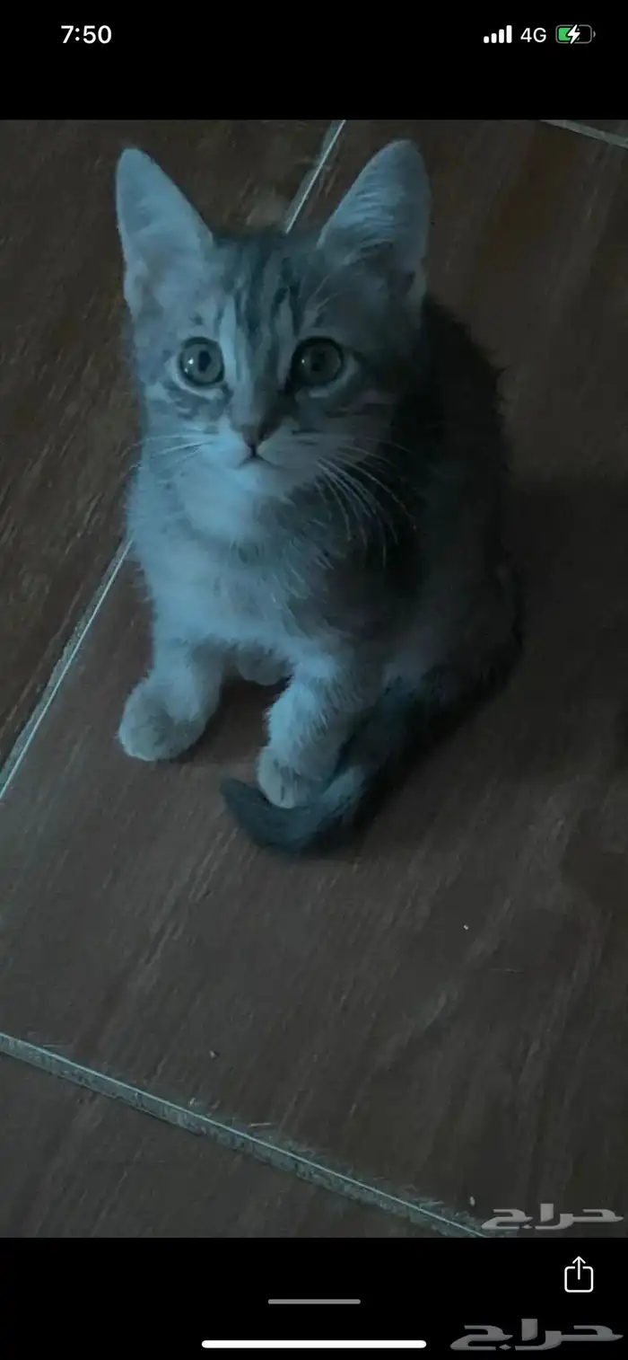 قطط 1