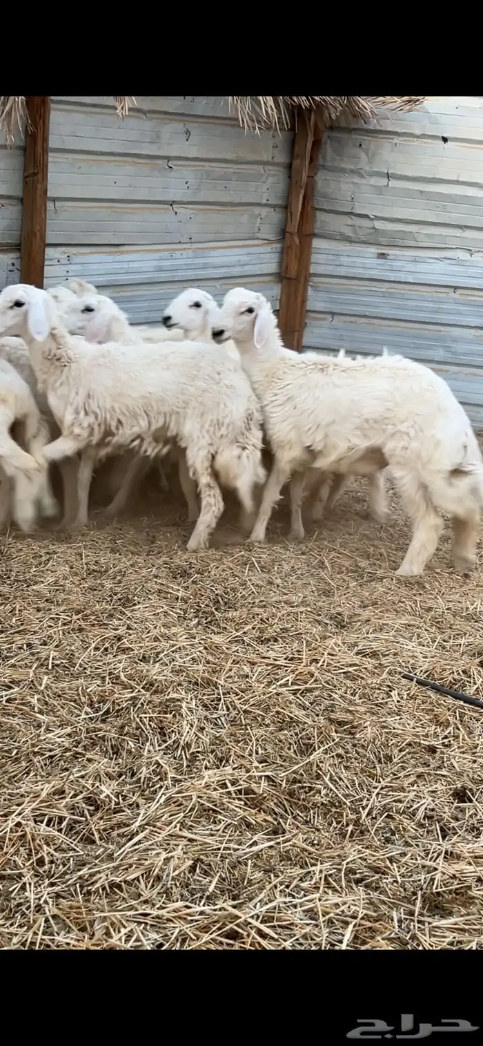 هرافى حريات 2